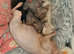 LAST female - Rare Fluffy Sphynx kittens - Ready now!