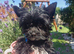 LAST GIRL! Mini Black Yorkshire Terrier