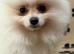 Amazing Pomeranian Girl