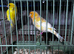 Pair of lightly colour fed canarys