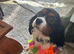 King Charles