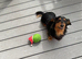 Long haired miniature dachshund for stud