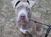 8 month old mixed breed