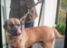 Pressa canario puppies