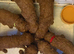 Toy Red Cavapoo puppies. 5* Council Reg&rsquo;d