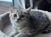 Gorgeous British shorthair male kitten