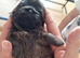 Shih tzu pups