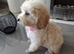 Female toy poodle reduced