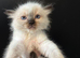 Last male / crisp white/ lilac/..seal ragdoll kittens