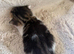 Last Cute tabby kitten in essex