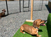 Dachshund x jack russel