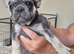 KC Registered French Bulldogs