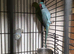 Indian ringneck male 4 years old aviary bird