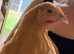 Buff Orpington POL