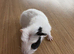 Beautiful Male White with Black Black Left Cheek - Handled Since Birth