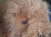 Sweet little boy cockapoo for sale