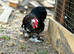 Breeding Pair of Black speckled pekin