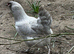 Chicks, chickens and hatching eggs-bantam and large ladies