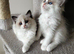 Ragdoll kittens