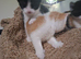 Sphynx cross kittens