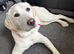 7 month old female Labrador retriever