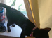 3 year old cat
