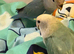 Baby peachface lovebird