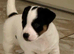 True much wenlock miniature Jack Russell puppy’s