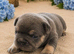 Three Beautiful French Bulldog Puppies Looking for Their Forever Homes