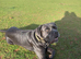 Cane corso 2 year old