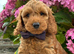 F1b Male Cockapoo Puppies Available!