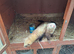 Ferrett kits for sale....this years young