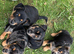 Black & Tan Boy Jack Russell
