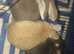 Baby rabbits male and female