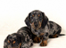 Miniature Dachshund Puppies, KC reg