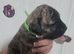Pressa canario x american p bully pup