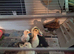 4 mixed breed chickens