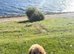 Cockapoo puppy for sale
