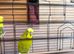 Pair of Adult budgie