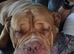 Dogue de Bordeaux cross