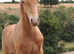 Friesian x Quarter Horse Colt