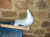 Stunning Fantail cock bird