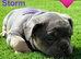 5 beautiful fluffy carrying puppies ready to go now