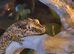 Gargoyle Gecko