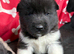 Quality KC registered American Akita Puppies