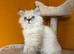Outstanding British Longhair