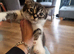 Norwegian Forrest x bengal kittens