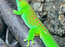 Giant day gecko high red Male