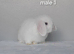 Gorgeous purebred mini lop rabbits