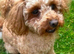 Toy Poodle girl